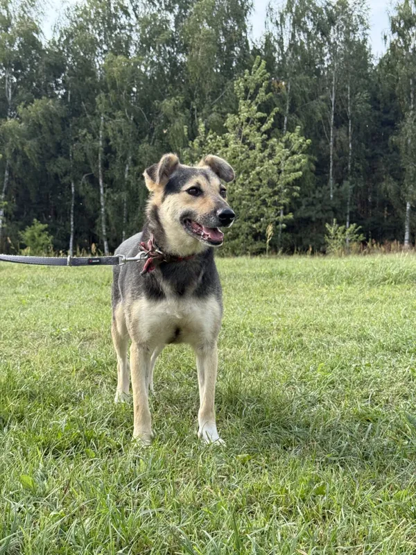 Pies do adopcji, Pieczyska, 9 listopada 2025 (3/4)