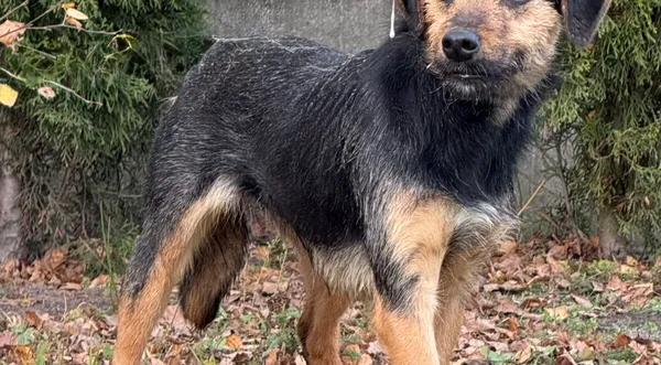 Pies do adopcji, Pieczyska, 9 listopada 2025 (1/4)