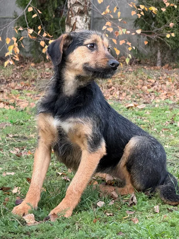 Pies do adopcji, Pieczyska, 9 listopada 2025 (2/4)