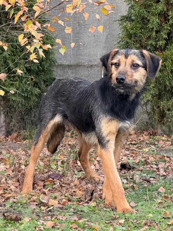 Pies do adopcji, Pieczyska, 9 listopada 2025 (3/4)