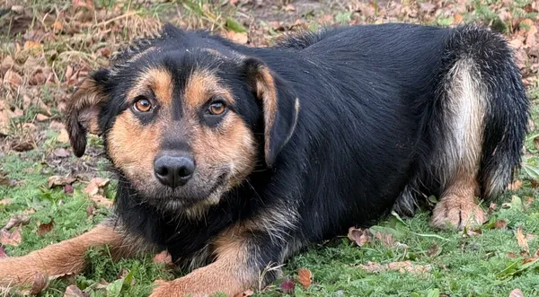 Pies do adopcji, Pieczyska, 9 listopada 2025 (1/4)