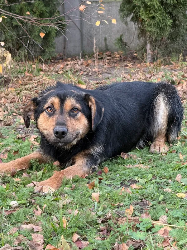 Pies do adopcji, Pieczyska, 9 listopada 2025 (2/4)