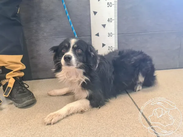 Pies do adopcji, Chełmek, 21 października 2025