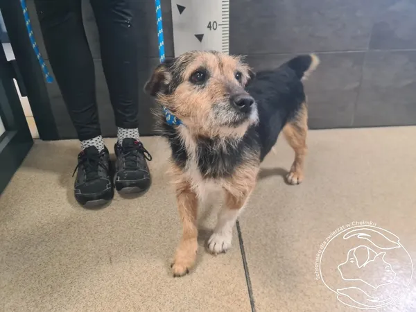 Pies do adopcji, Chełmek, 14 października 2025