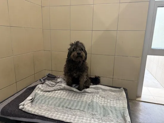 Pies do adopcji, Kraków, 25 października 2025