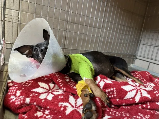 Pies do adopcji, Kraków, 26 października 2025