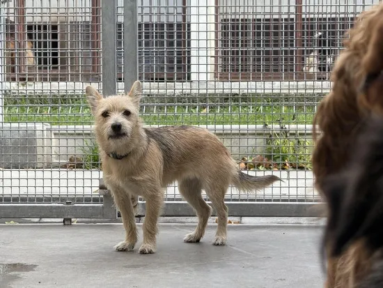 Pies do adopcji, Kraków, 26 października 2025