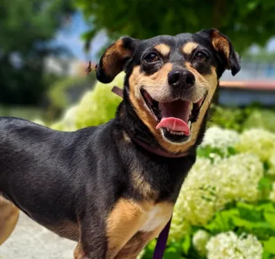 Pies do adopcji, Oborniki, 27 lipca 2025