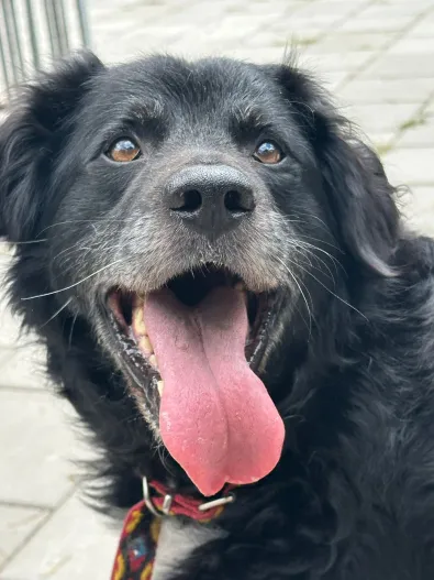 Pies do adopcji, Oborniki, 12 lipca 2025