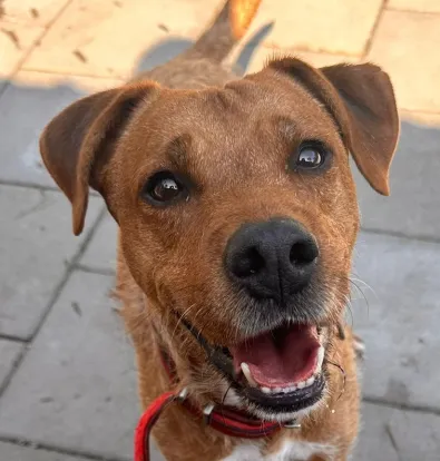 Pies do adopcji, Oborniki, 2 września 2025