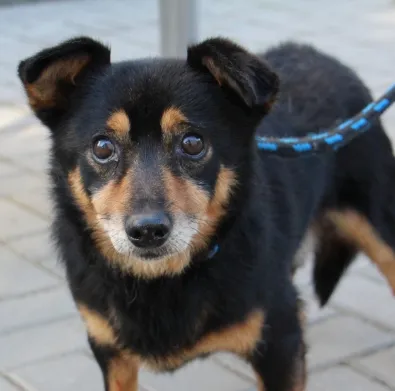 Pies do adopcji, Oborniki, 21 września 2025