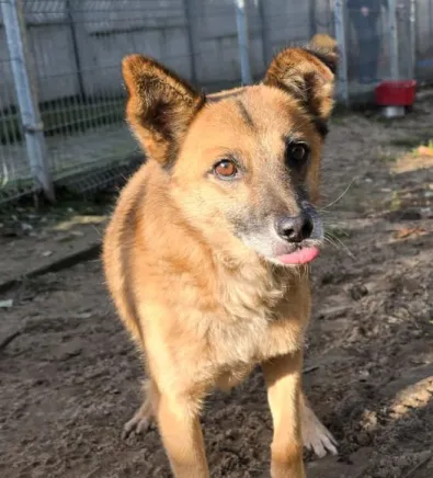 Pies do adopcji, Oborniki, 10 października 2025