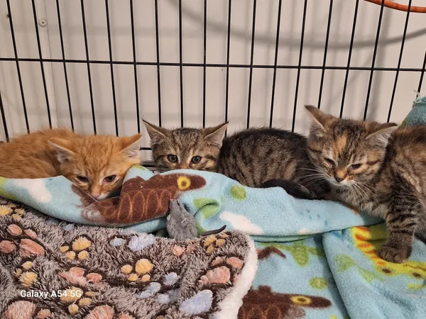 Kot do adopcji, Orzechowce, 7 listopada 2025 (1/5)