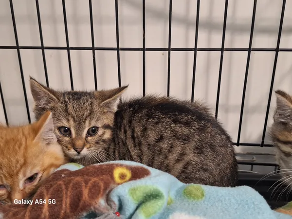 Kot do adopcji, Orzechowce, 7 listopada 2025 (3/5)