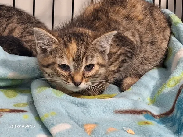 Kot do adopcji, Orzechowce, 7 listopada 2025 (4/5)