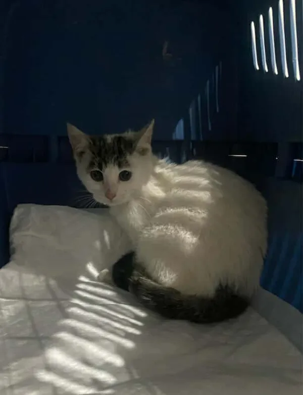 Znaleziono psa, Czartki, 10 listopada 2025