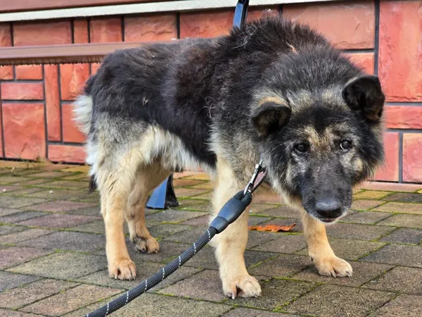 Pies do adopcji, Ropczyce, 10 listopada 2025