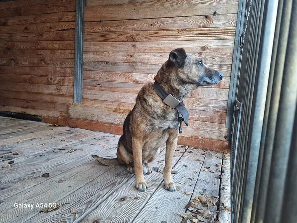 Pies do adopcji, Orzechowce, 10 listopada 2025 (1/5)