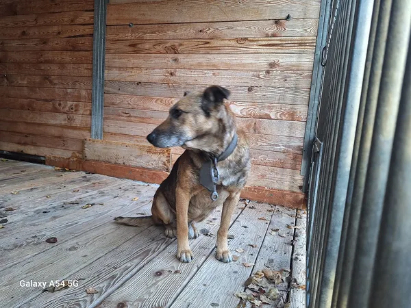 Pies do adopcji, Orzechowce, 10 listopada 2025 (2/5)