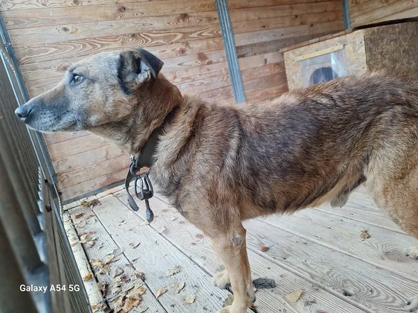 Pies do adopcji, Orzechowce, 10 listopada 2025 (3/5)