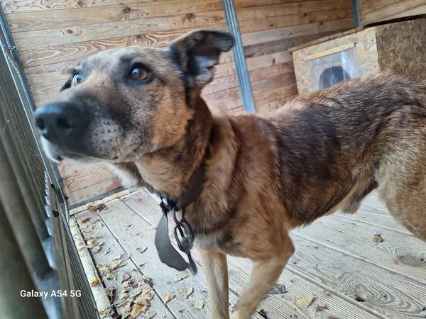 Pies do adopcji, Orzechowce, 10 listopada 2025 (4/5)