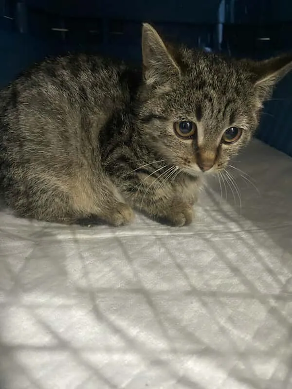 Znaleziono kota, Czartki, 10 listopada 2025