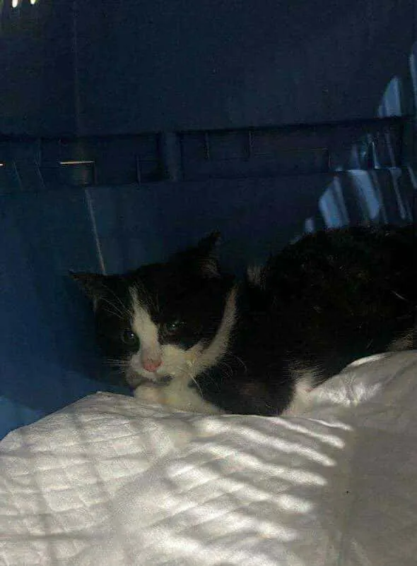 Znaleziono kota, Czartki, 10 listopada 2025