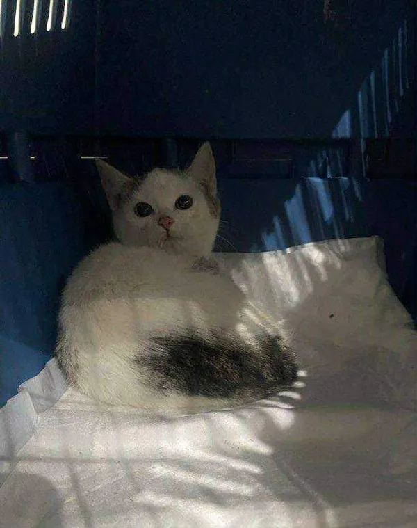 Znaleziono kota, Czartki, 10 listopada 2025