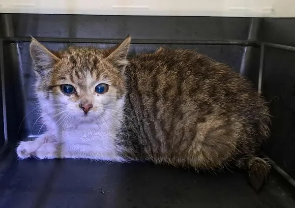 Znaleziono kota, Toruń, 7 listopada 2025