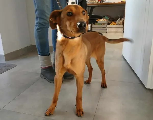 Znaleziono psa, Toruń, 7 listopada 2025