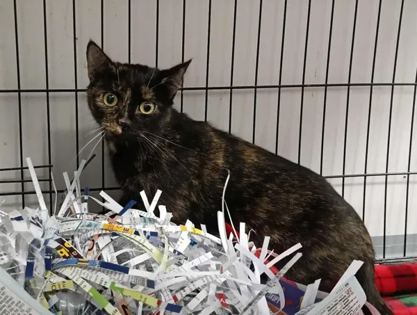 Znaleziono kota, Toruń, 6 listopada 2025