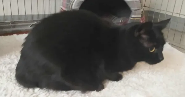 Znaleziono kota, Toruń, 6 listopada 2025