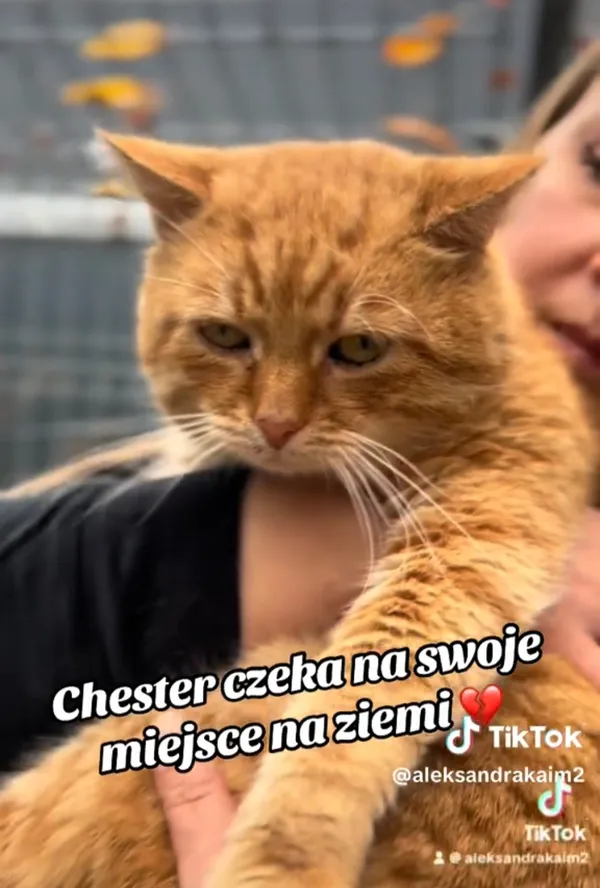 Kot do adopcji, Radom, 10 listopada 2025