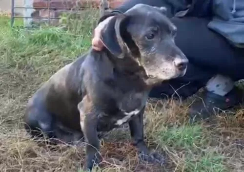 Pies do adopcji, Głowno, 10 listopada 2025 (2/4)