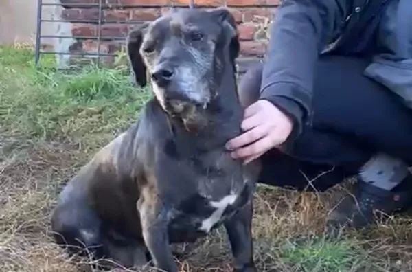 Pies do adopcji, Głowno, 10 listopada 2025 (1/4)