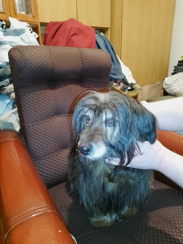 Zaginął pies, Steniatyn-Kolonia, 11 listopada 2025