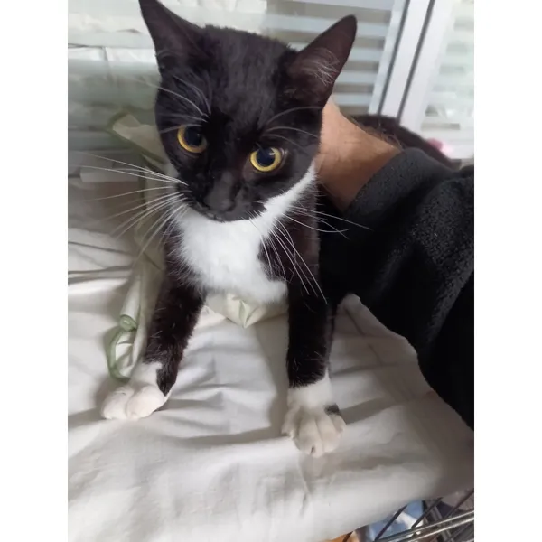 Znaleziono kota, Białystok, 10 listopada 2025