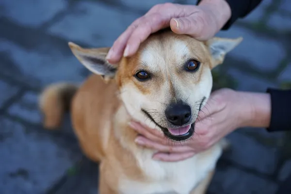 Oddam psa, Warszawa, Śródmieście Północne, 11 listopada 2025 (1/5)