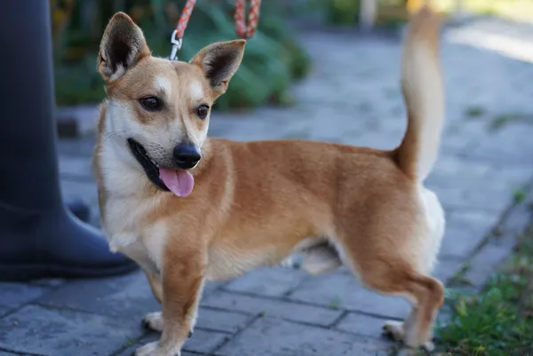 Oddam psa, Warszawa, Śródmieście Północne, 11 listopada 2025 (3/5)