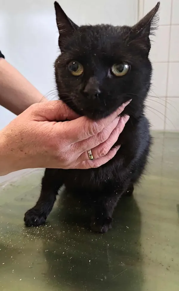 Znaleziono kota, Lublin, 7 listopada 2025