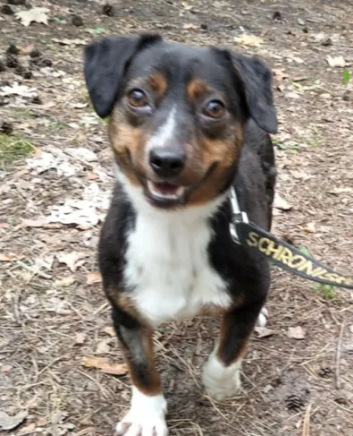 Pies do adopcji, Oborniki, 10 maja 2025