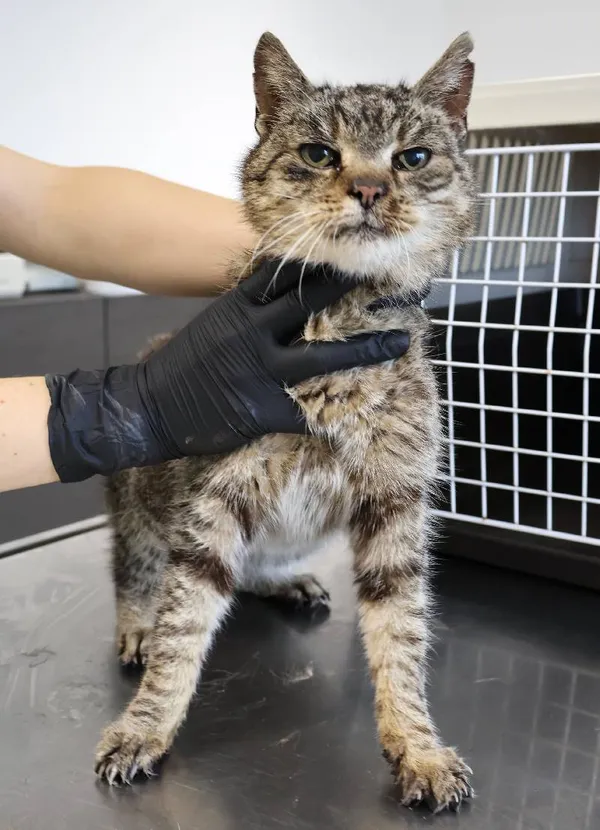 Znaleziono kota, Łódź, 11 listopada 2025 (1/3)