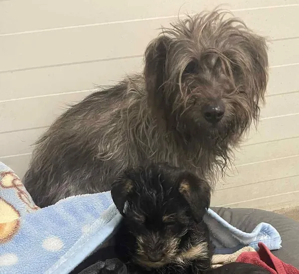 Pies do adopcji, Włocławek, 8 listopada 2025