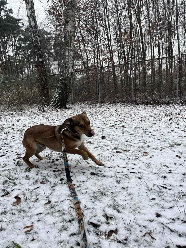 Pies do adopcji, Włocławek, 8 listopada 2025 (4/5)