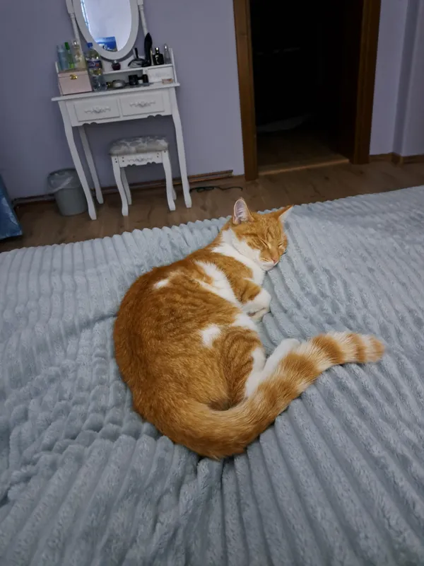 Zaginął kot, Zakopane, 12 listopada 2025 (3/3)