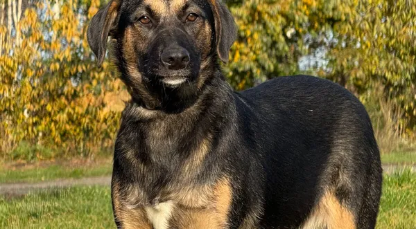 Pies do adopcji, Pieczyska, 11 listopada 2025 (1/4)