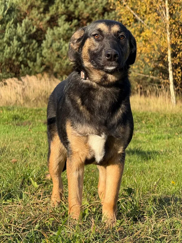 Pies do adopcji, Pieczyska, 11 listopada 2025 (2/4)