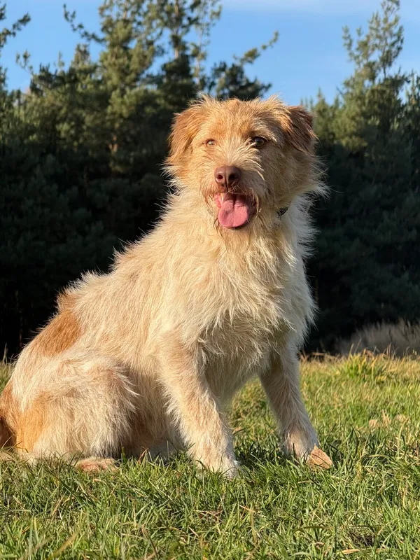 Pies do adopcji, Pieczyska, 11 listopada 2025 (2/4)