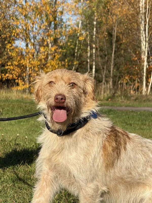 Pies do adopcji, Pieczyska, 11 listopada 2025 (3/4)