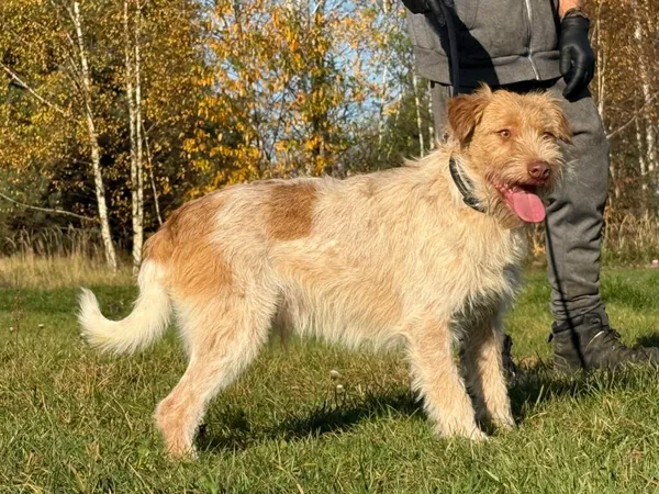 Pies do adopcji, Pieczyska, 11 listopada 2025 (4/4)